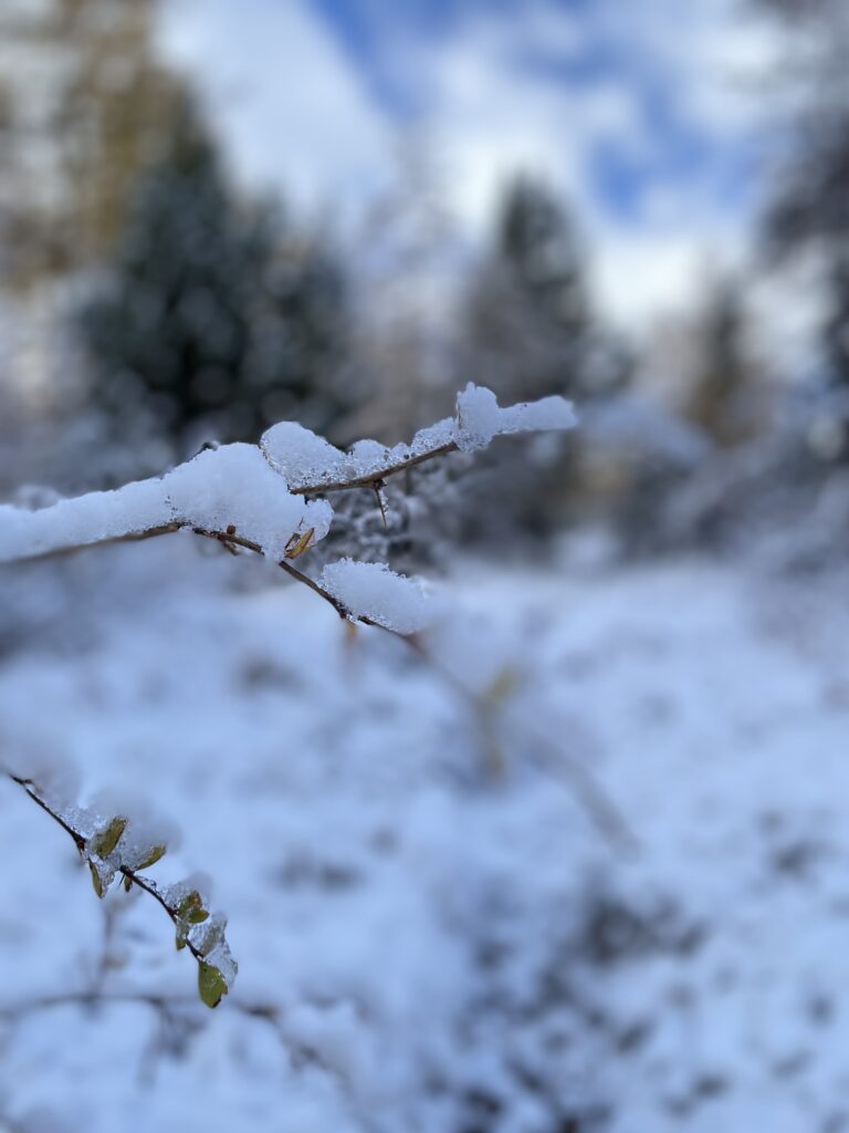 Early snow and golden leaves in the Swiss Alps marking the change from fall to winter.