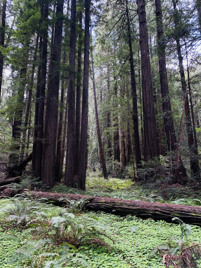 Tall redwood trees in a lush Northern California forest, representing my California roots.